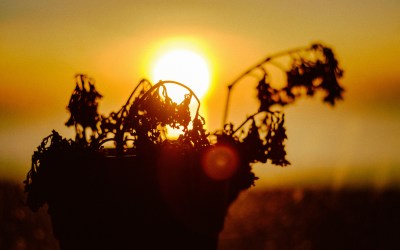 What If I’m Already Grieving and They Haven’t Died Yet?